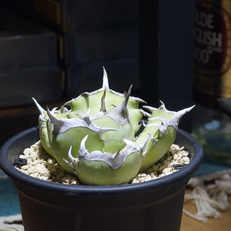 アガベ チタノタ 鳳凰 / Dragon Agave産 PH-03 | アガベ専門店 モンスタ