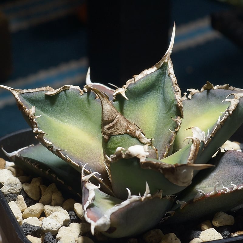 アガベ チタノタ 緑幽霊 / GG-07 | アガベ専門店 モンスターハウス