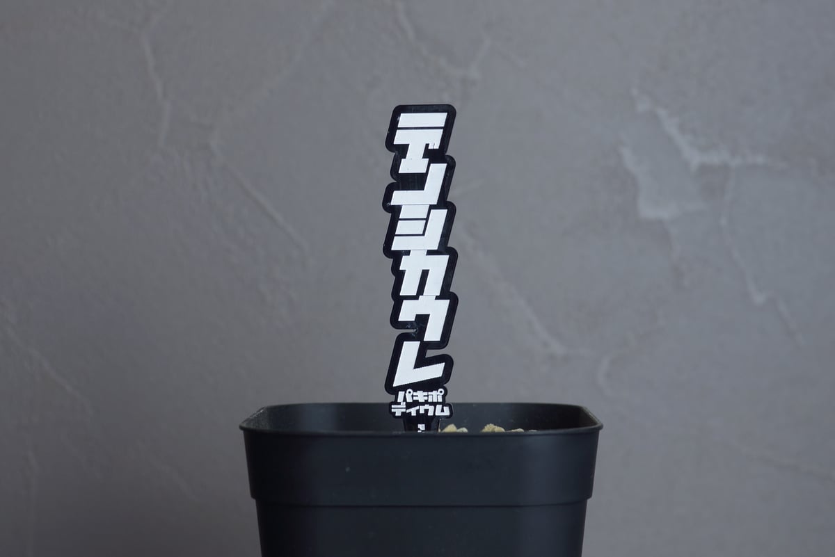 パキポディウム 品種 プランツタグ 黒】 デンシカウレ（恵比寿