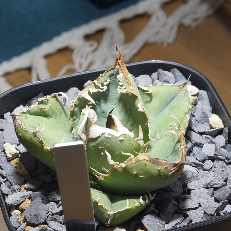 希少　アガベ　疣猪　イボイノシシ アガベ チタノタ 疣猪 / イボイノシシ WT-03 | アガベ専門店