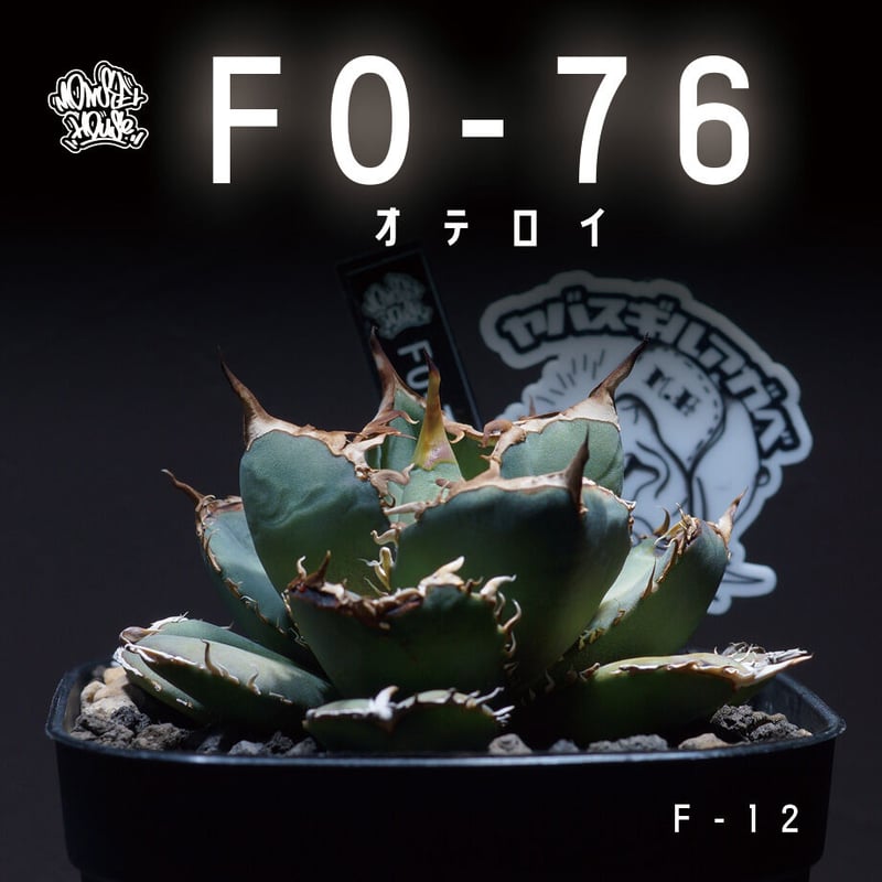 アガベ オテロイ FO-76(F-12)【強棘選抜】 | アガベ専門店 アガベ オテロイ FO-76(F-12)【強棘選抜】 | アガベ専門店