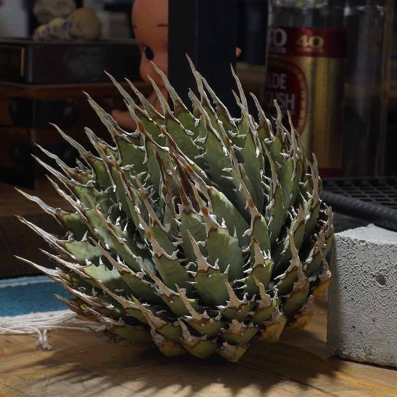 3値下げ✨アガベ　ユタエンシス　エボリスピナ アガベ ユタエンシス エボリスピナ / ES-28 | アガベ専門店 モンスター