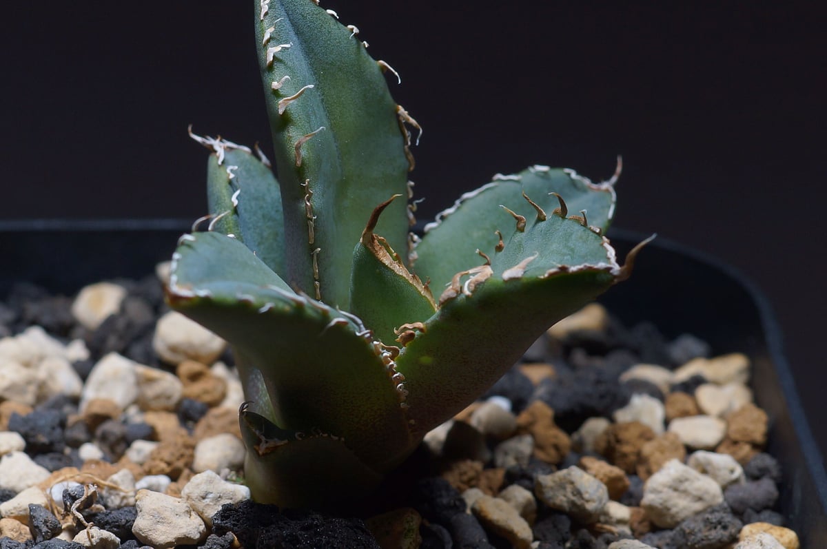 強棘選抜】アガベオテロイFO-76 子株（F-14）インドネシア輸入株