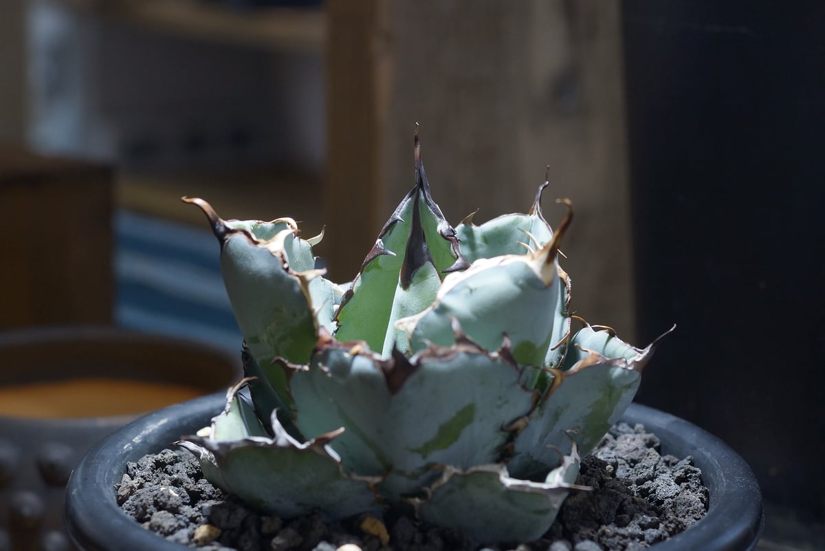 アガベ チタノタ ブラックアンドブルー/bb-39 | アガベ専門店