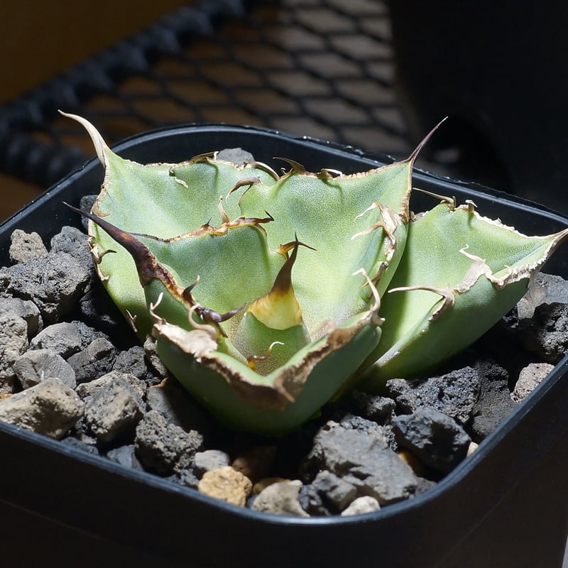 アガベ チタノタ 黒豹/子株 BP-09 | アガベ専門店 モンスターハウス