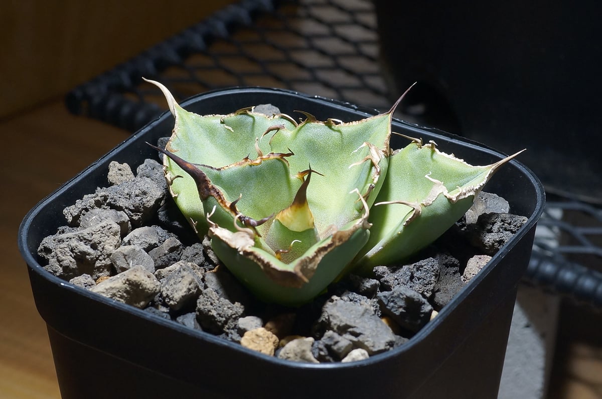 アガベ チタノタ 黒豹/子株 BP-09 | アガベ専門店 モンスターハウス