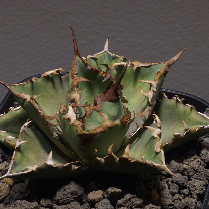 アガベ　オテロイ　北極星　子株 アガベ オテロイ 北極星 子株 - メルカリ