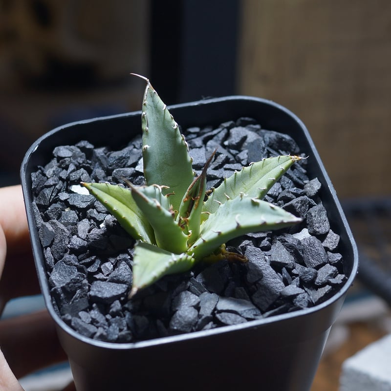 アガベ ハイブリッド 妖炎×姫厳竜/ Y×H-17 | アガベ専門店 モンスター