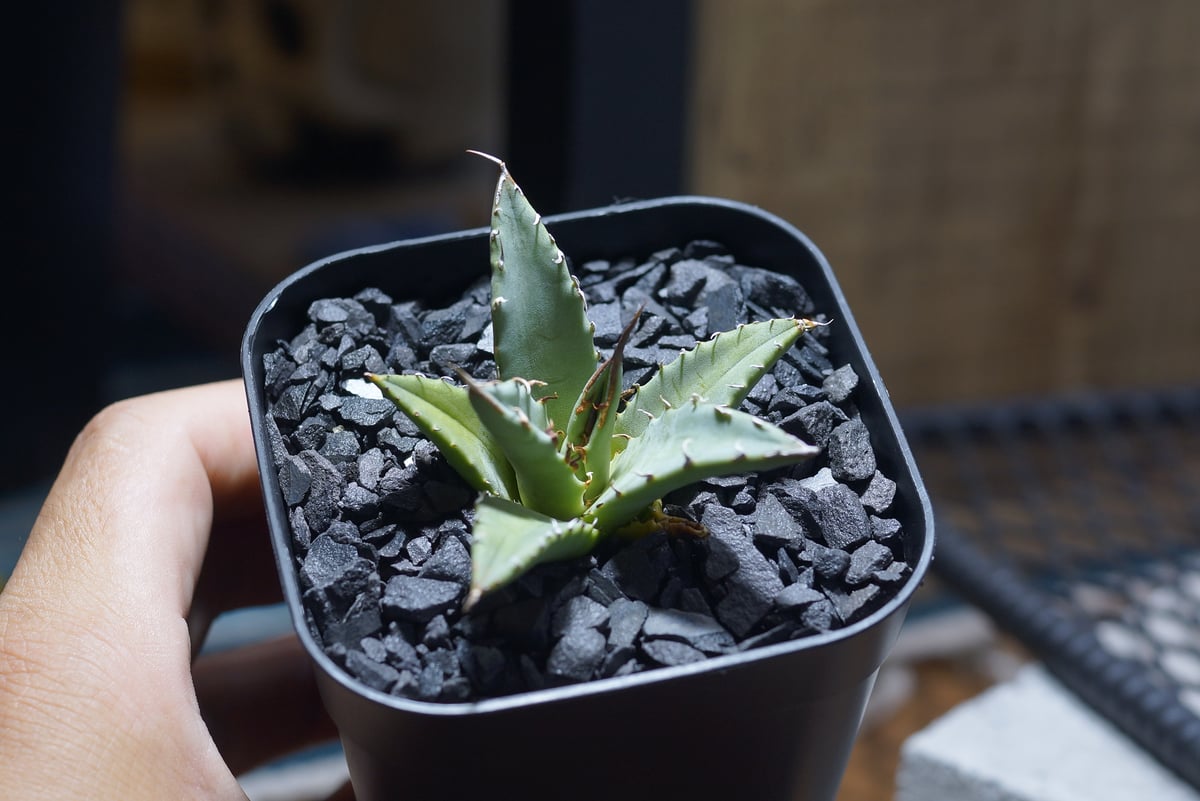 アガベ ハイブリッド 妖炎×姫厳竜/ Y×H-17 | アガベ専門店 モンスター