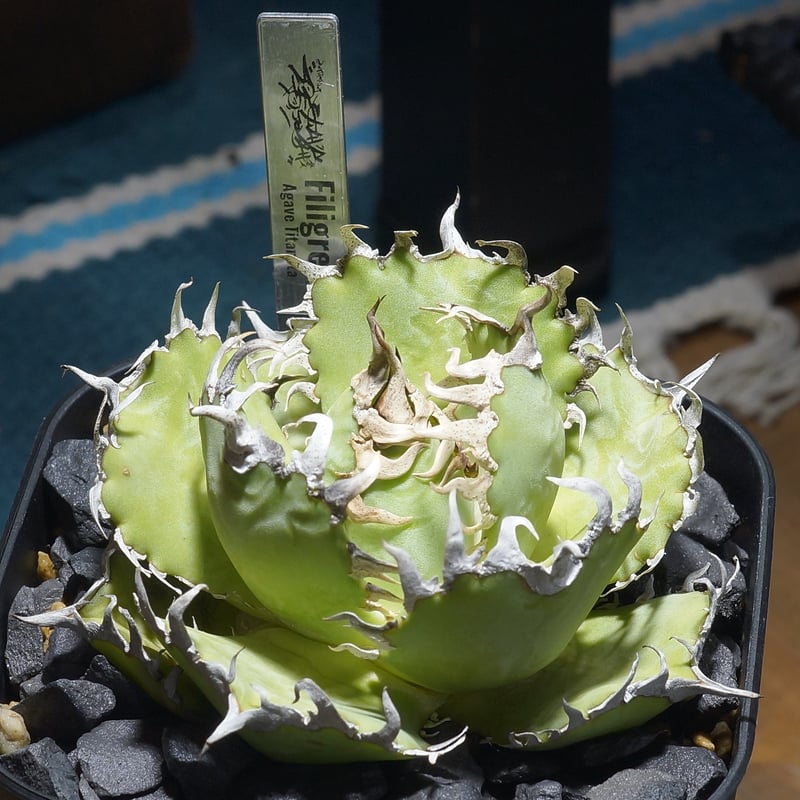 アガベ チタノタ フィリグリー /fg-06 | アガベ専門店 モンスターハウス