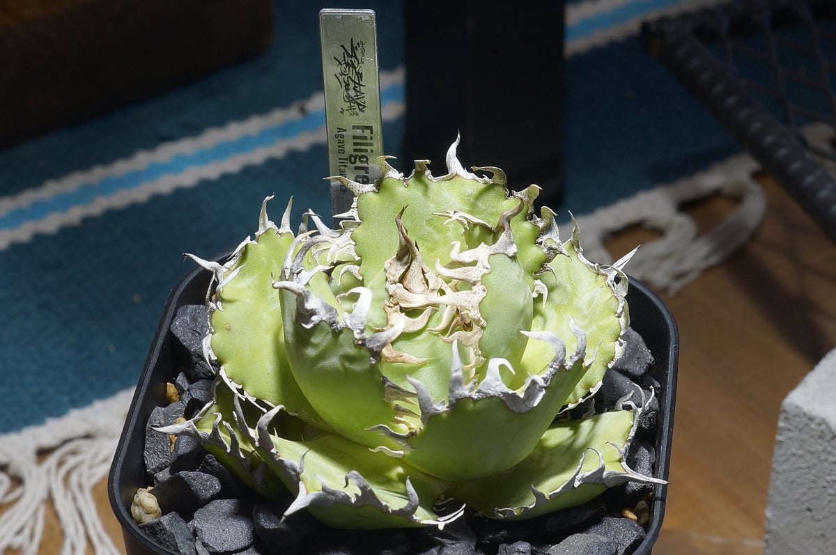 アガベ　チタノタ　フィリグリー アガベ チタノタ フィリグリー /fg-06 | アガベ専門店 モンスターハウス