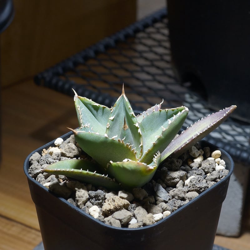 アガベ チタノタ 海王 / KO-01 | アガベ専門店 モンスターハウス