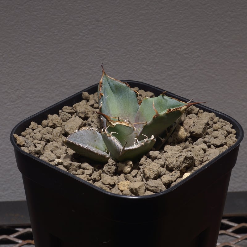 アガベ チタノタ レオ REO 【公式通販】