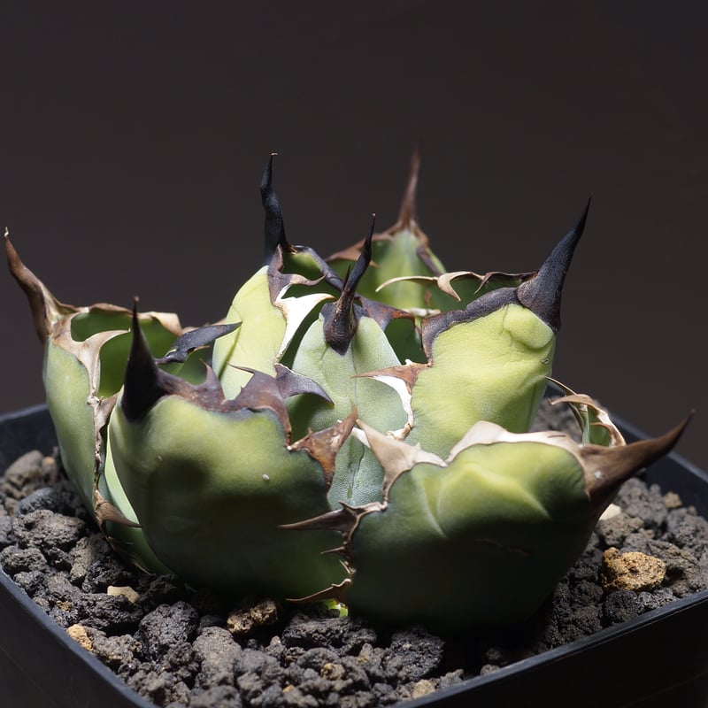 アガベ チタノタ ブラックアンドブルー/bb-28 | アガベ専門店