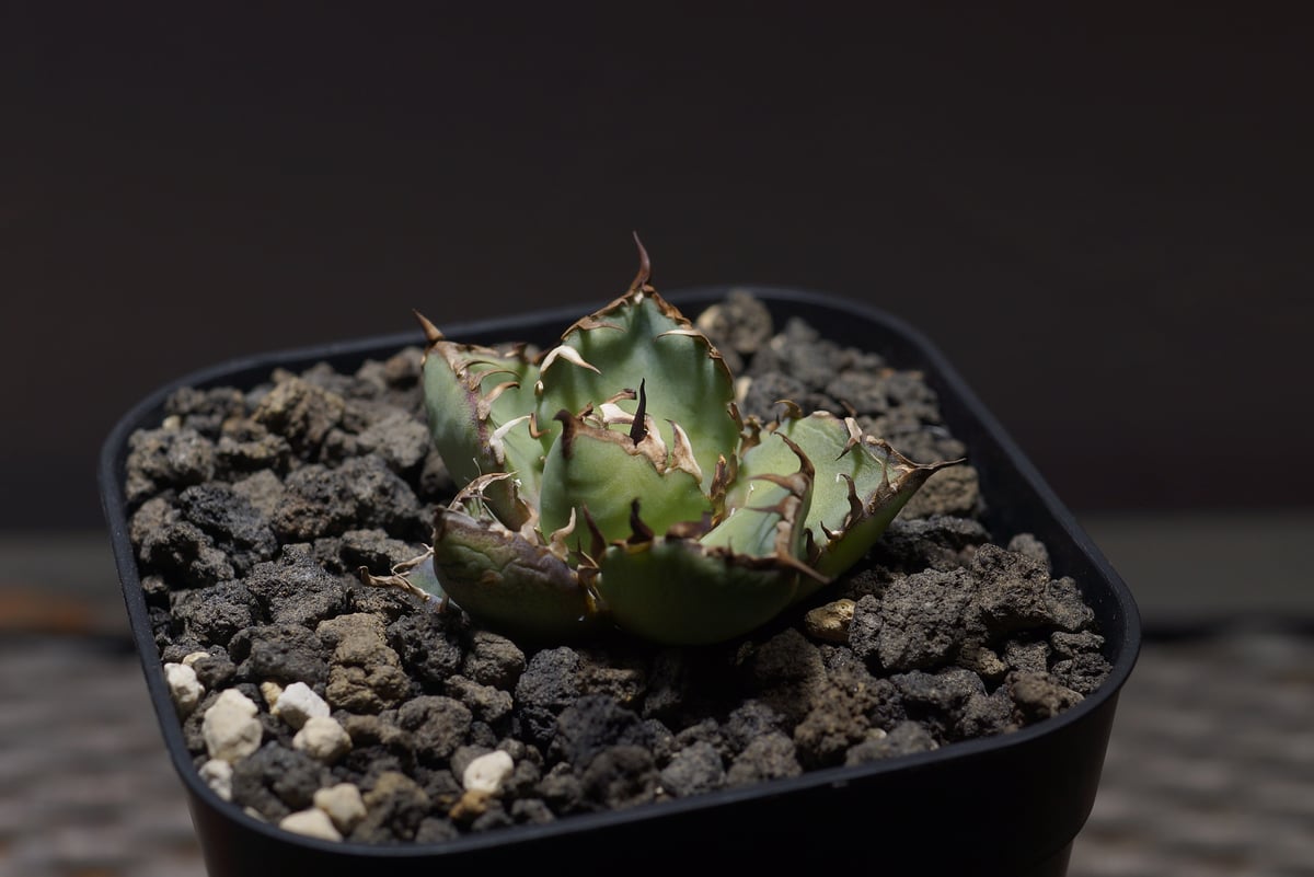 13日で削除。アガベチタノタ　黒鯨 V-1154アガベチタノタ黒鯨黒棘 - メルカリ