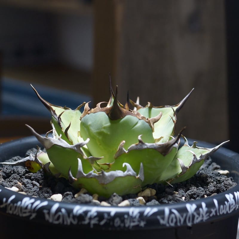 アガベ チタノタ ハデス / 黒帝斯 HD-07 | アガベ専門店