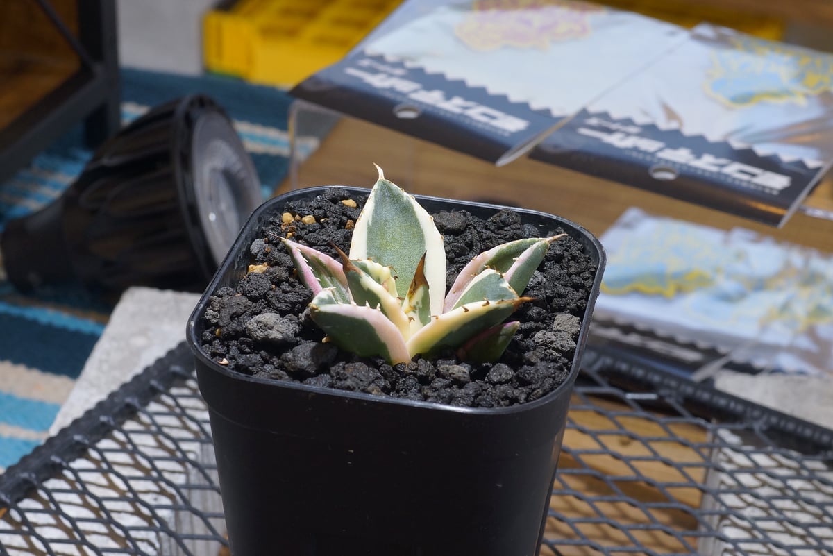 アガベ チタノタ スナグルトゥース 暴牙 /ST-02 | アガベ専門店