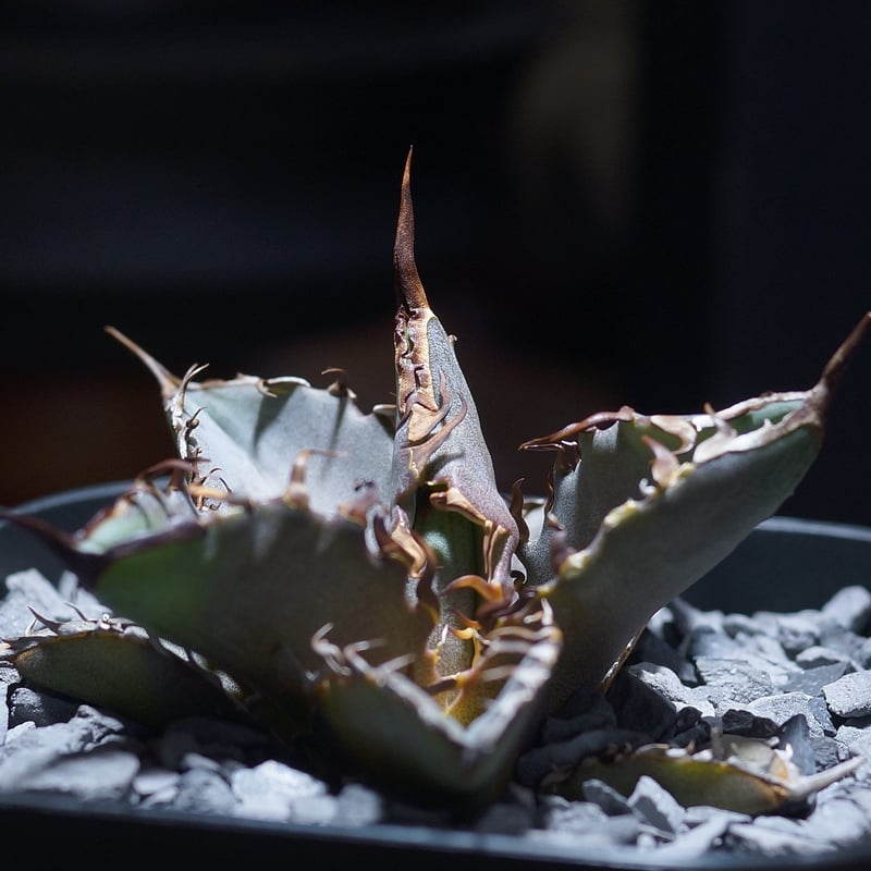 アガベ チタノタ 猟豹/ Dragon Agave産 ct-01 | アガベ専門店 モンスタ