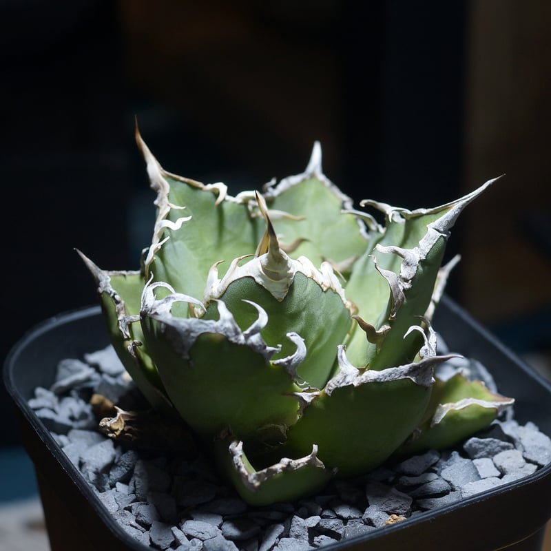 アガベ チタノタ シーザー 凱撒/ Berlin産 cae-16 | アガベ専門店