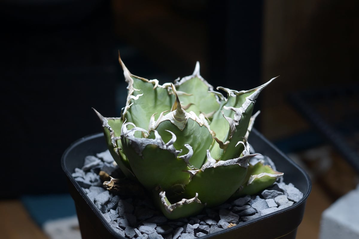 アガベ チタノタ シーザー 凱撒/ Berlin産 cae-16 | アガベ専門店