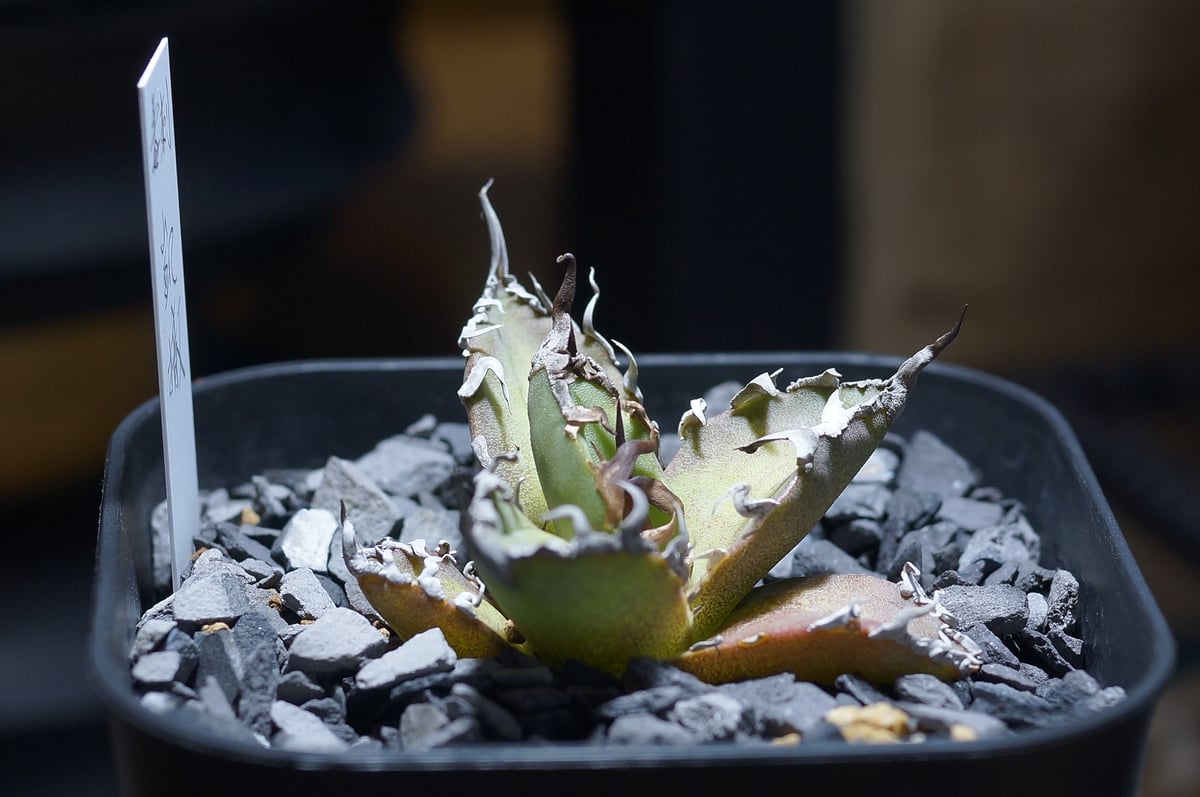 アガベ チタノタ シーザー 凱撒/ 毒刺産 cae-15 | アガベ専門店