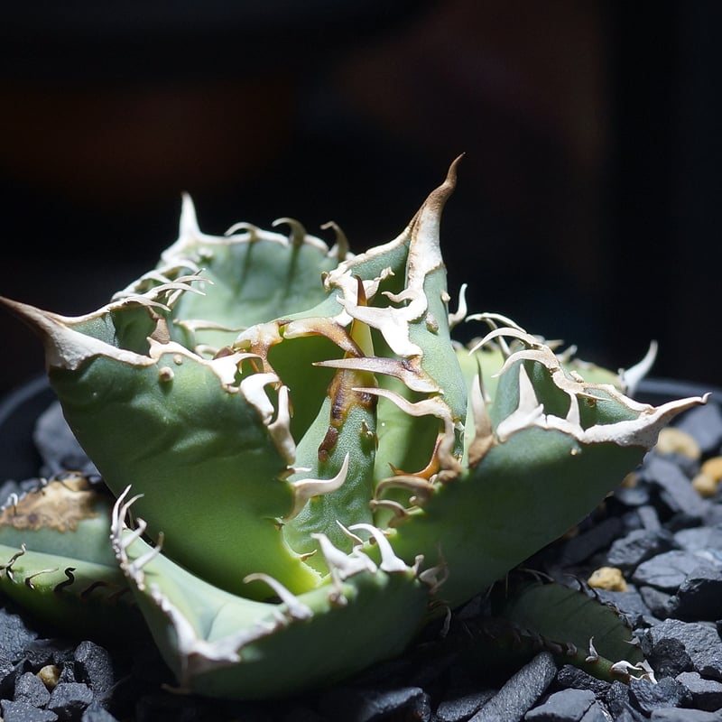 アガベ チタノタ Dennis 018/ Dragon Agave産 D018-01 | ア