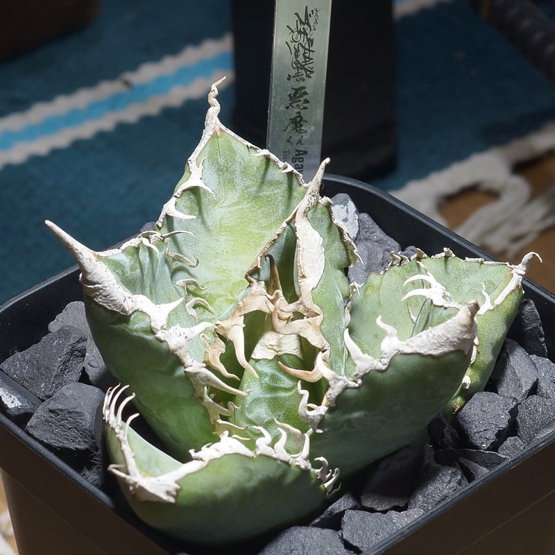 アガベ チタノタ 悪魔くん ak-02 | アガベ専門店 モンスターハウス