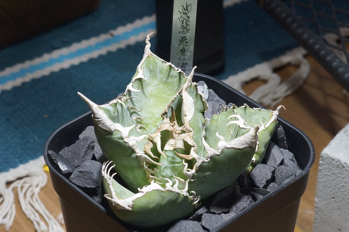 アガベ チタノタ 悪魔くん ak-02 | アガベ専門店 モンスターハウス