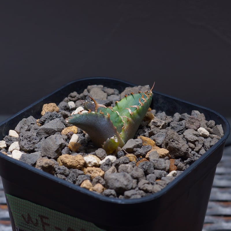 アガベ チタノタ ホワイトファイヤー/白火焔 WF-03 | アガベ専門店