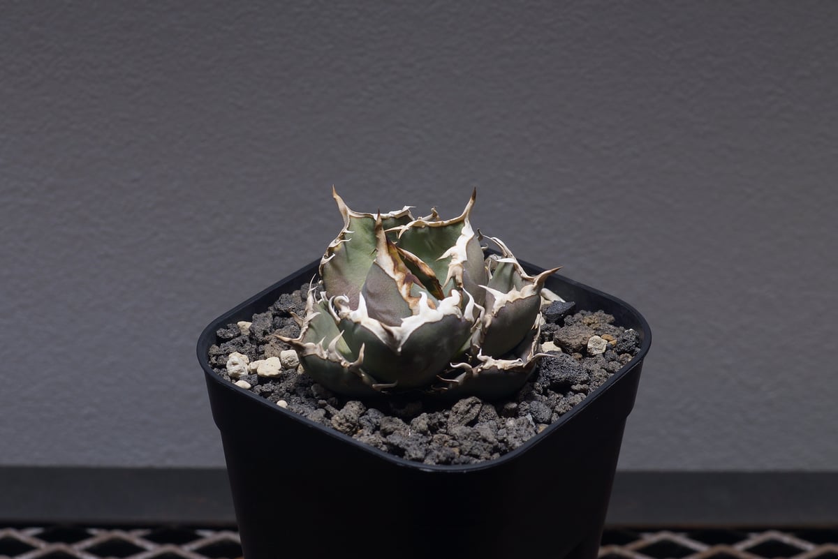 アガベ オテロイ FO-76/子株 F-27 | アガベ専門店 モンスターハウス