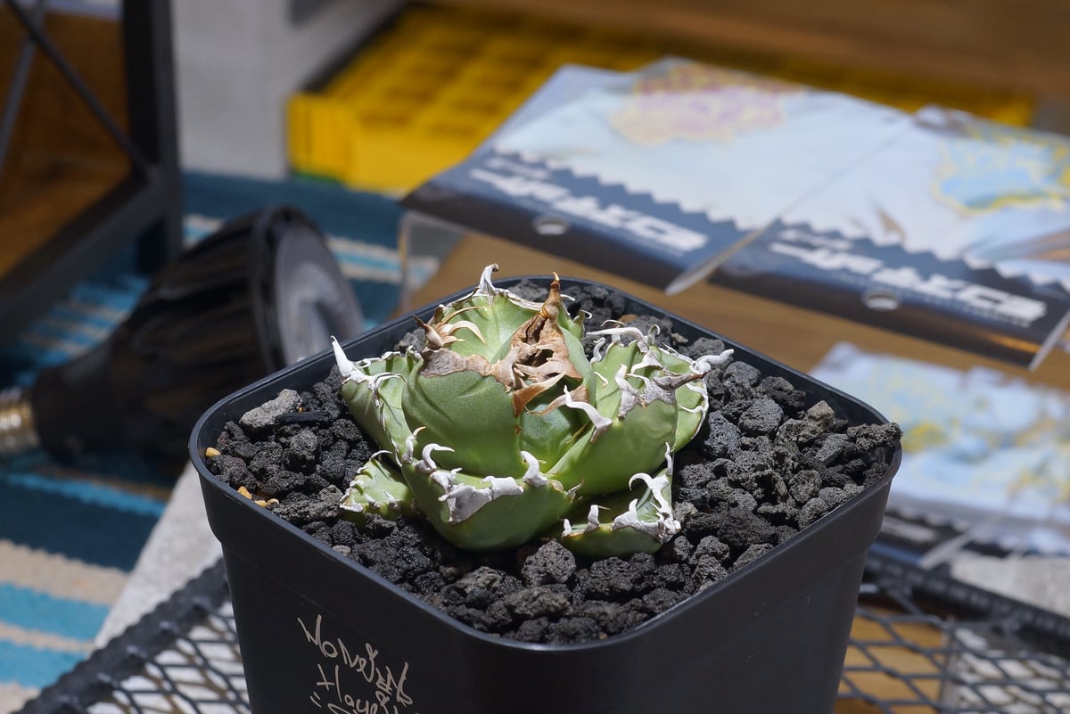 アガベ チタノタ 魔丸 / MG-07 | アガベ専門店 モンスターハウス