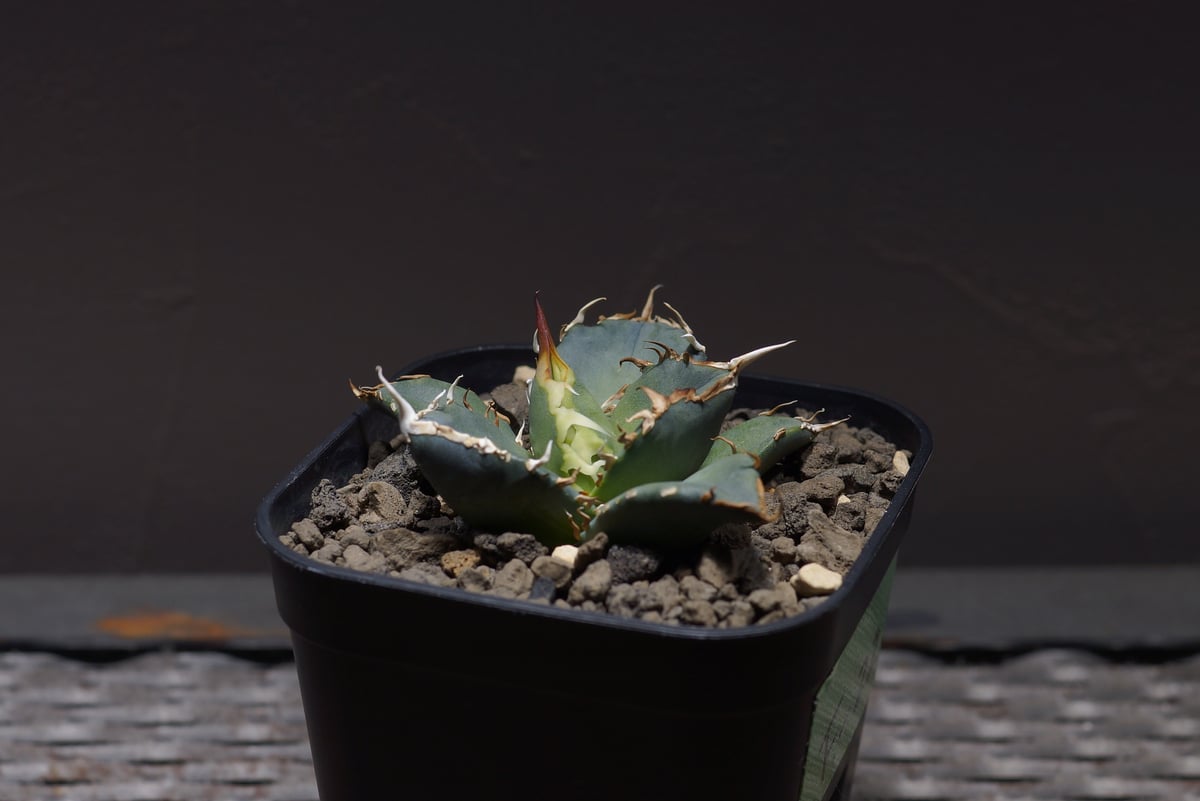 アガベ オテロイ FO-76/子株 F-22 | アガベ専門店 モンスターハウス