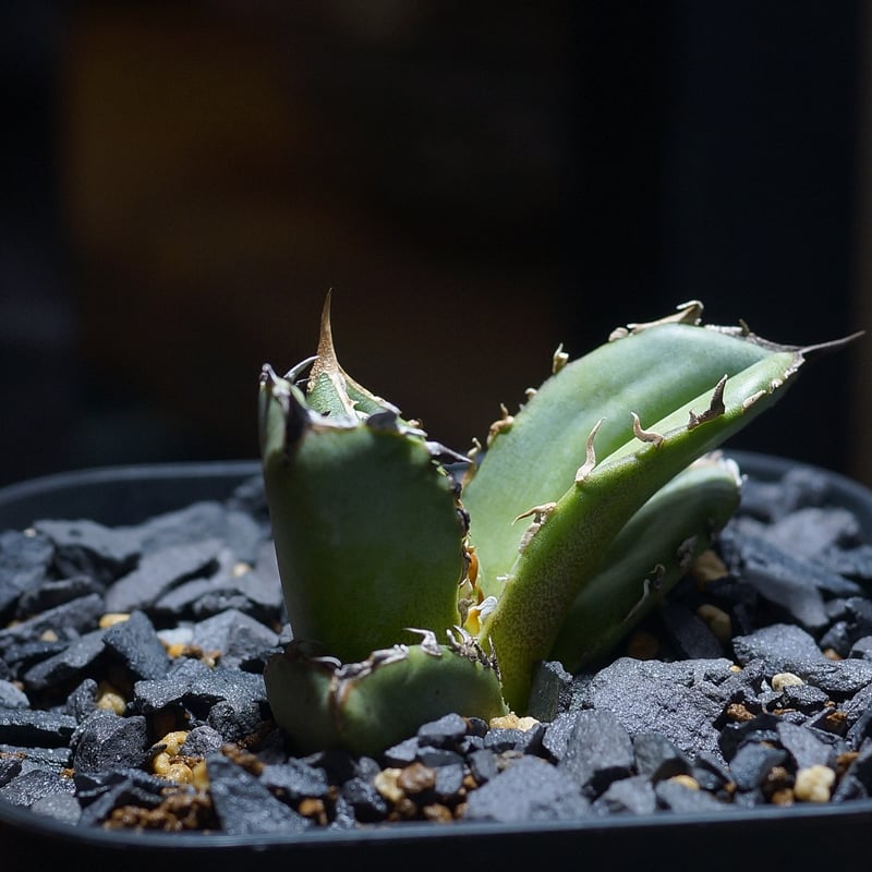 アガベ チタノタ 皇冠/ Dragon Agave産 cw-01 | アガベ専門店