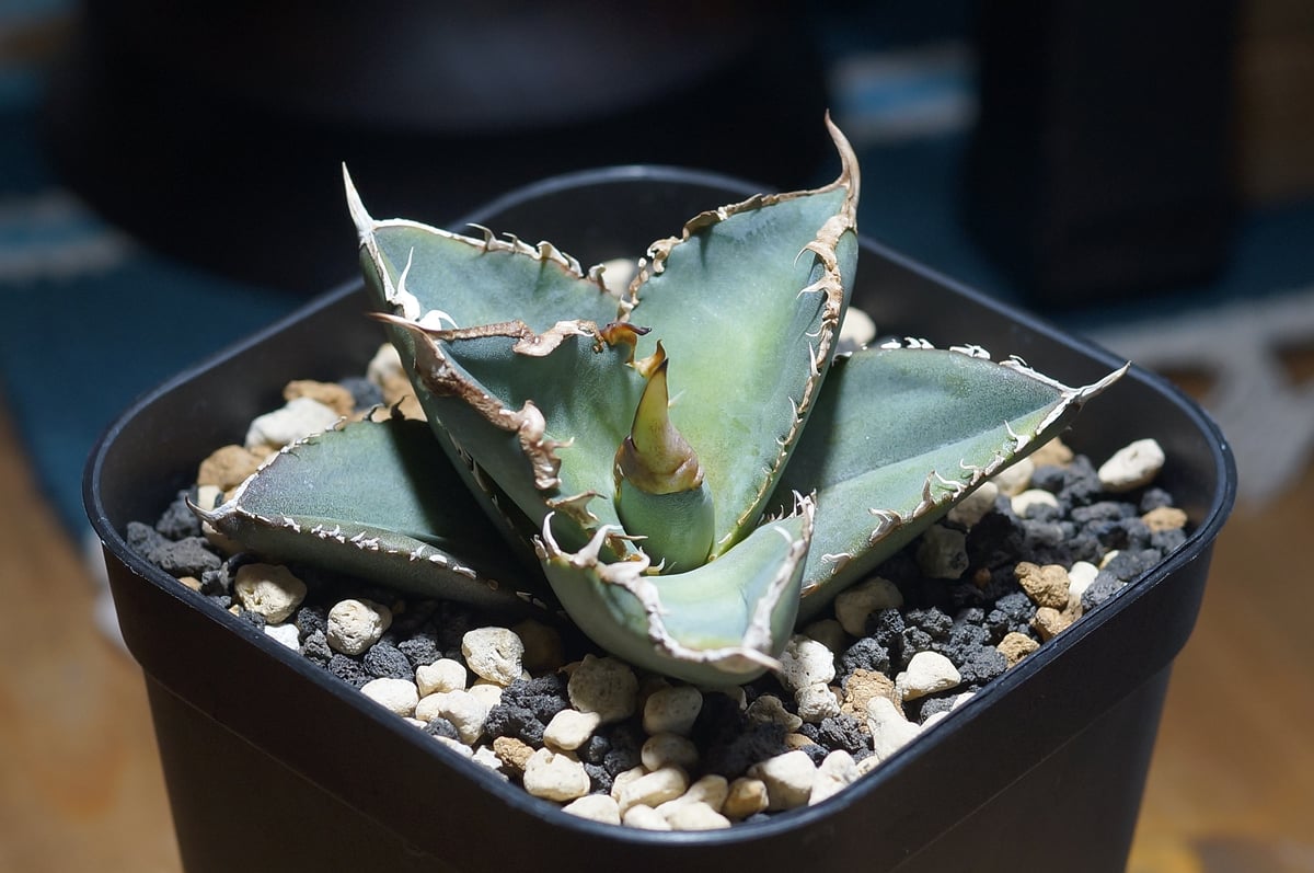 アガベ チタノタ 緑幽霊 / GG-07 | アガベ専門店 モンスターハウス