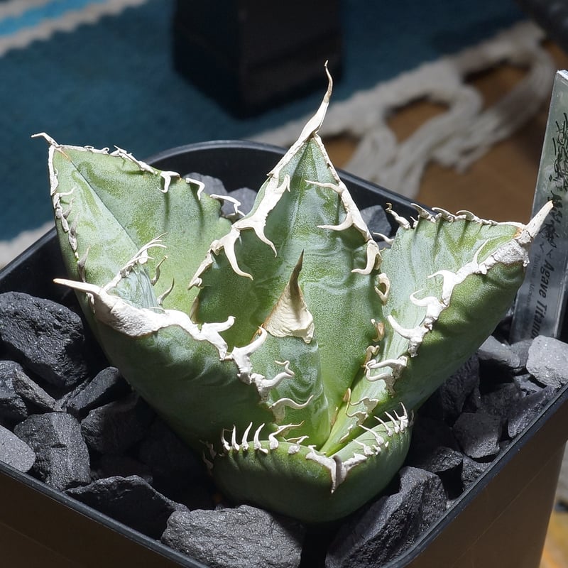 アガベ チタノタ 悪魔くん ak-01 | アガベ専門店 モンスターハウス