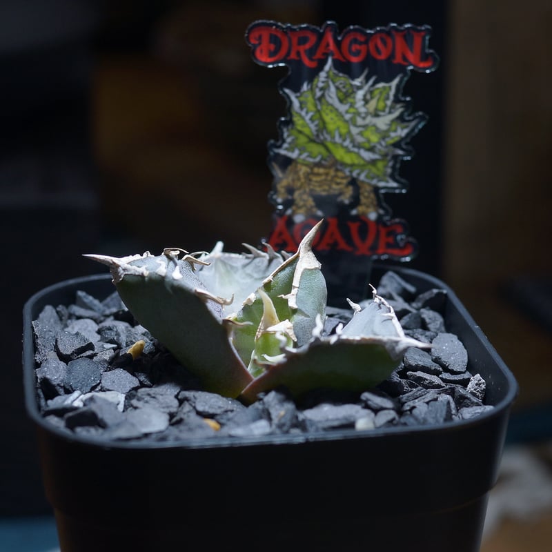 アガベ チタノタ 汪達/ Dragon Agave産 wd-02 | アガベ専門店 モンスタ