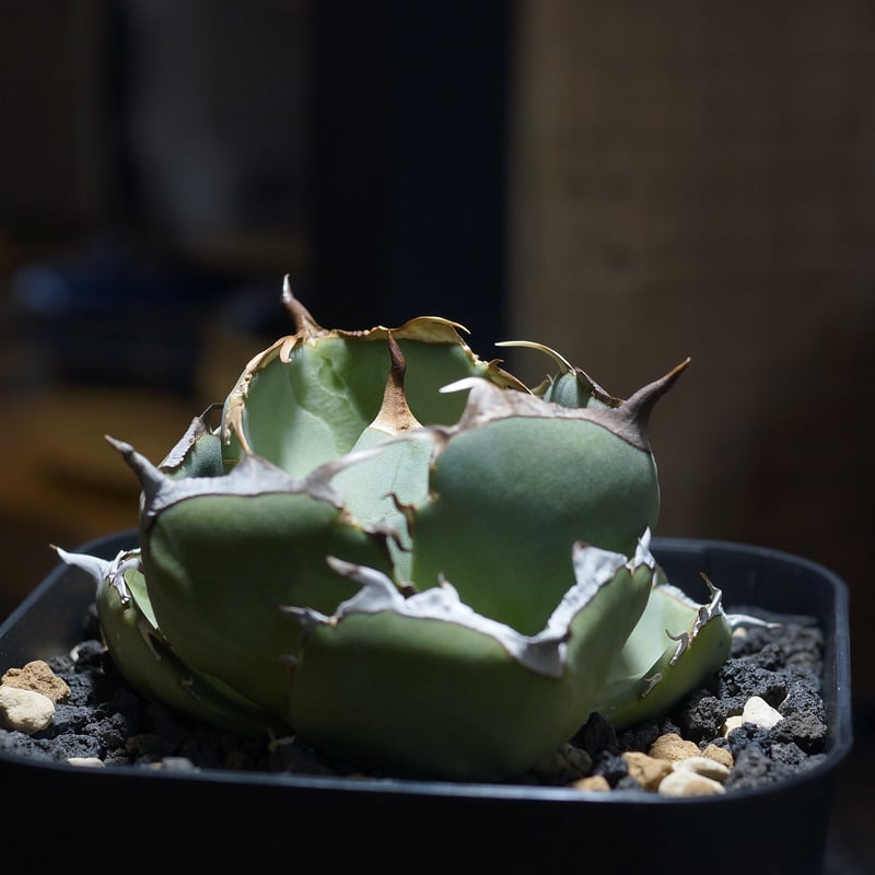 アガベ チタノタ ジャガーノート / JN-02 | アガベ専門店 モンスターハウス