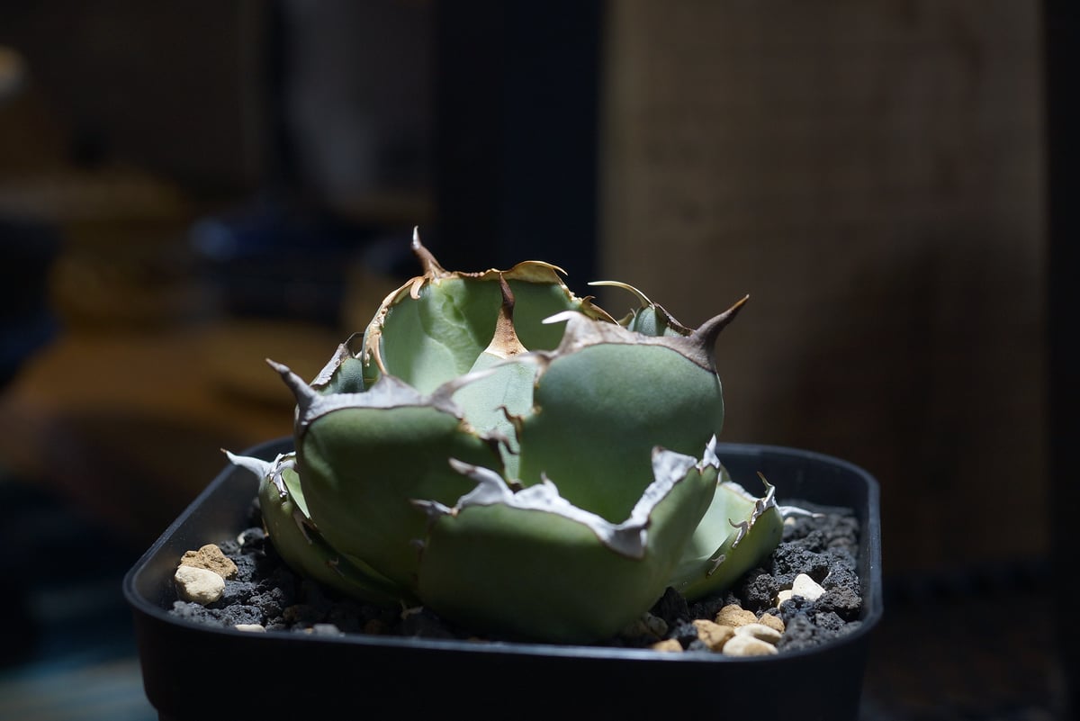 アガベ チタノタ ジャガーノート / JN-02 | アガベ専門店 モンスターハウス