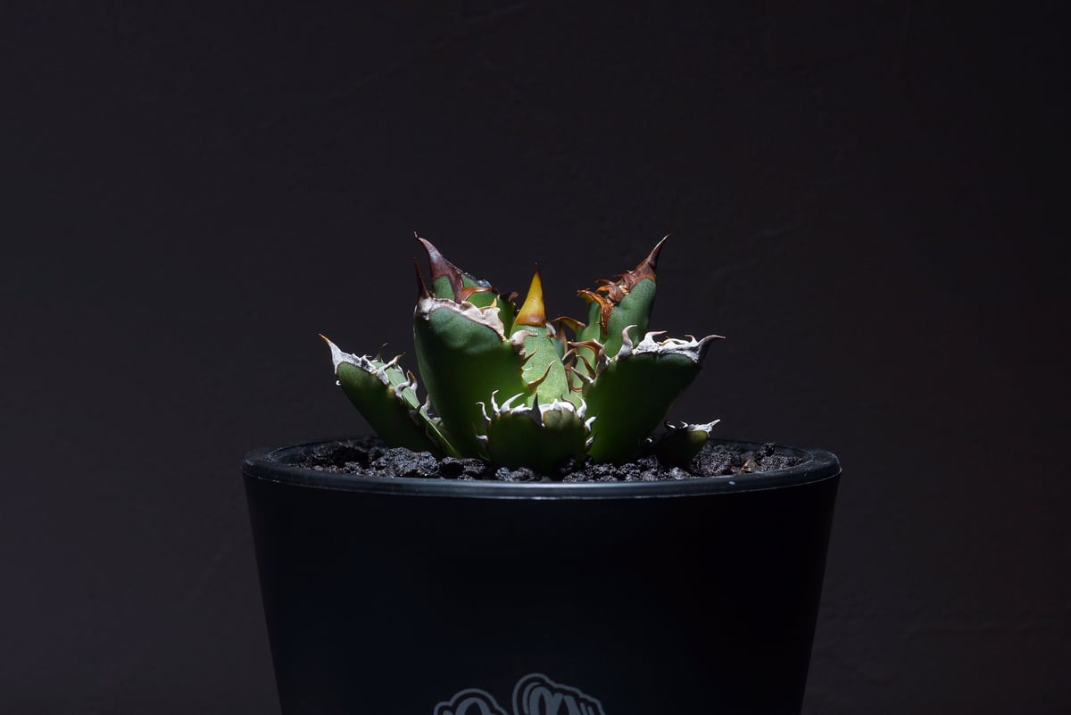強棘選抜】アガベチタノタ Red Catweazle レッドキャット 強棘選抜】アガベチタノタ Red Catweazle レッドキャット