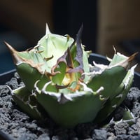 アガベ チタノタ 金剛 キングコング / KK-03 | アガベ専門店