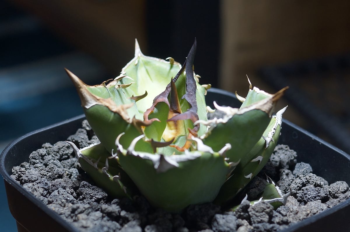 アガベ チタノタ 白犀牛/ wr-03 | アガベ専門店 モンスターハウス