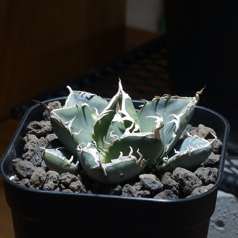 アガベ SAD 白覆輪 A113 特選アガベ チタノタ SAD南アフリカダイアモンド強白棘3株 アガベ