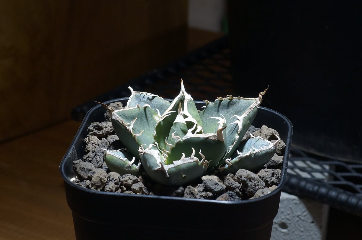 アガベ チタノタ 南アフリカダイヤモンド / SAD-08 | アガベ専門