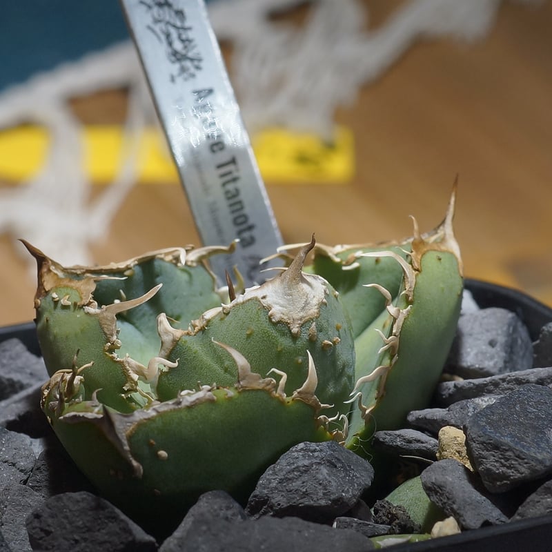 アガベ チタノタ 疣猪 / イボイノシシ WT-04 | アガベ専門店