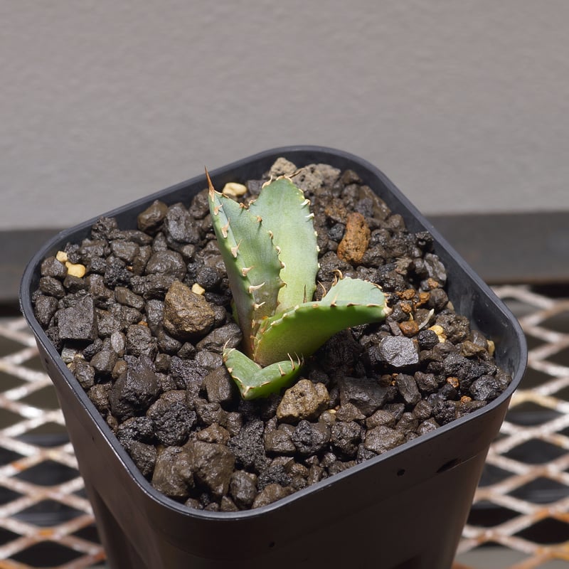 アガベ チタノタ 龍牙 / RG-01 | アガベ専門店 モンスターハウス