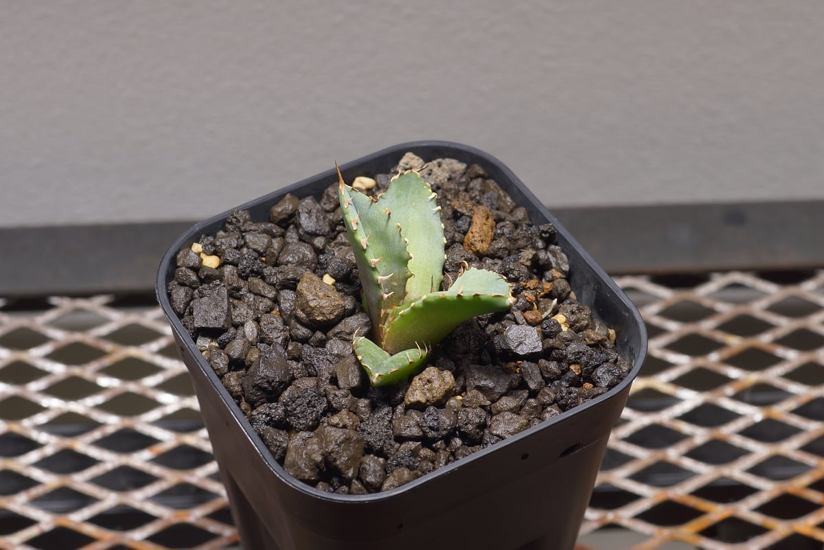 アガベ チタノタ 龍牙 / RG-01 | アガベ専門店 モンスターハウス