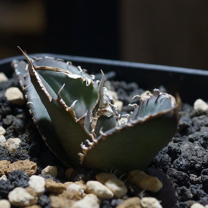 アガベオテロイ　緑幽霊 アガベ チタノタ 緑幽霊 / GG-06 | アガベ専門店 モンスターハウス