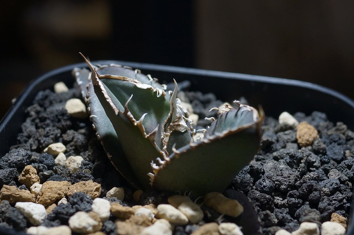 多肉植物アガベ　チタノタ緑幽霊 極上株 アガベ チタノタ 緑幽霊 / GG-06 | アガベ専門店 モンスターハウス