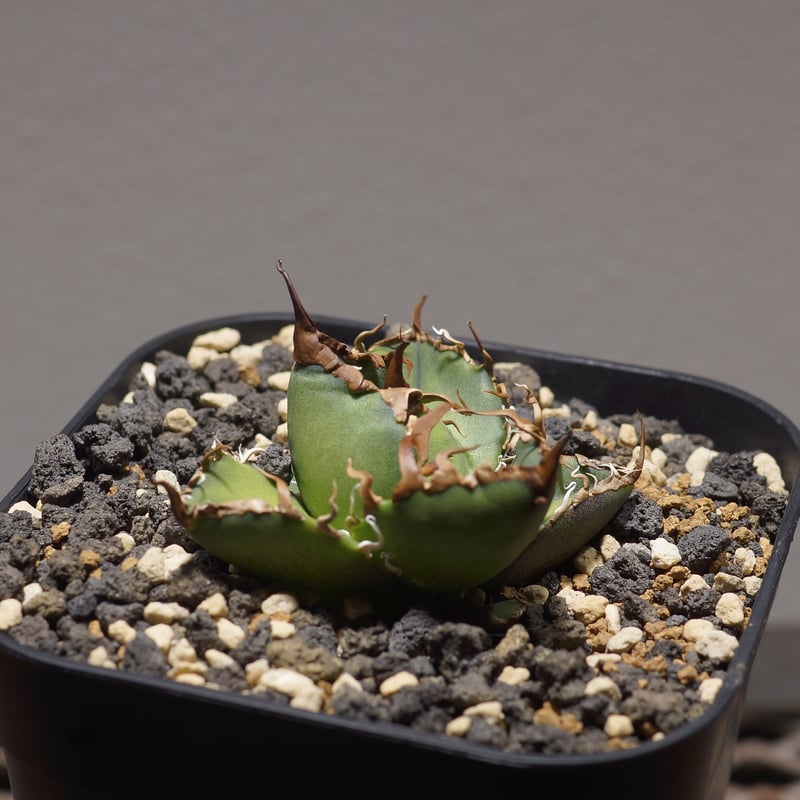 け*ん様 アガベ チタノタ シーザー　親株　Caesar 凱撤　低重心　わしゃわ アガベ チタノタ シーザー 親株 Caesar 凱撤 低重心 わしゃわ