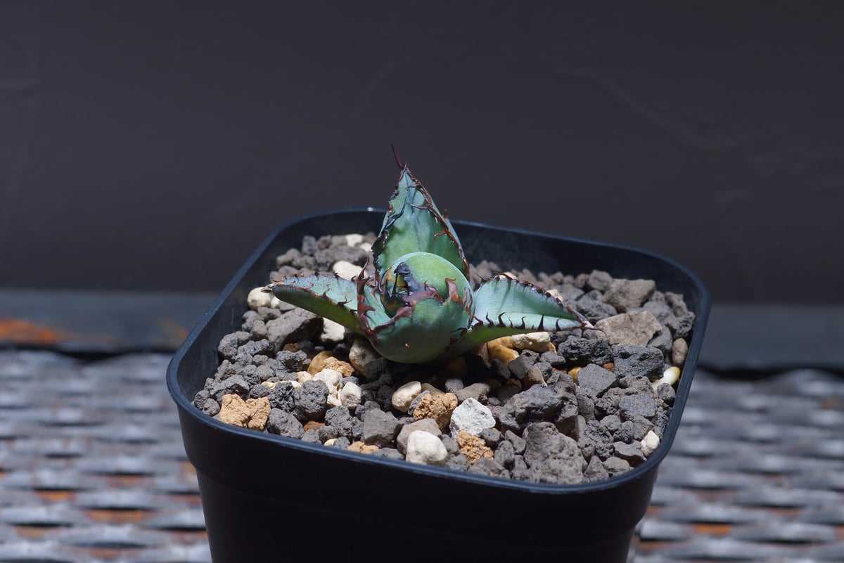 (親株出品)アガベ チタノタ 親株出品 アガベ チタノタ 【公式通販】